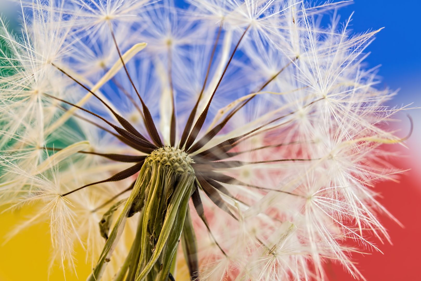 Detailed view of dandelion seeds against colorful backdrop, showcasing nature's delicate beauty.