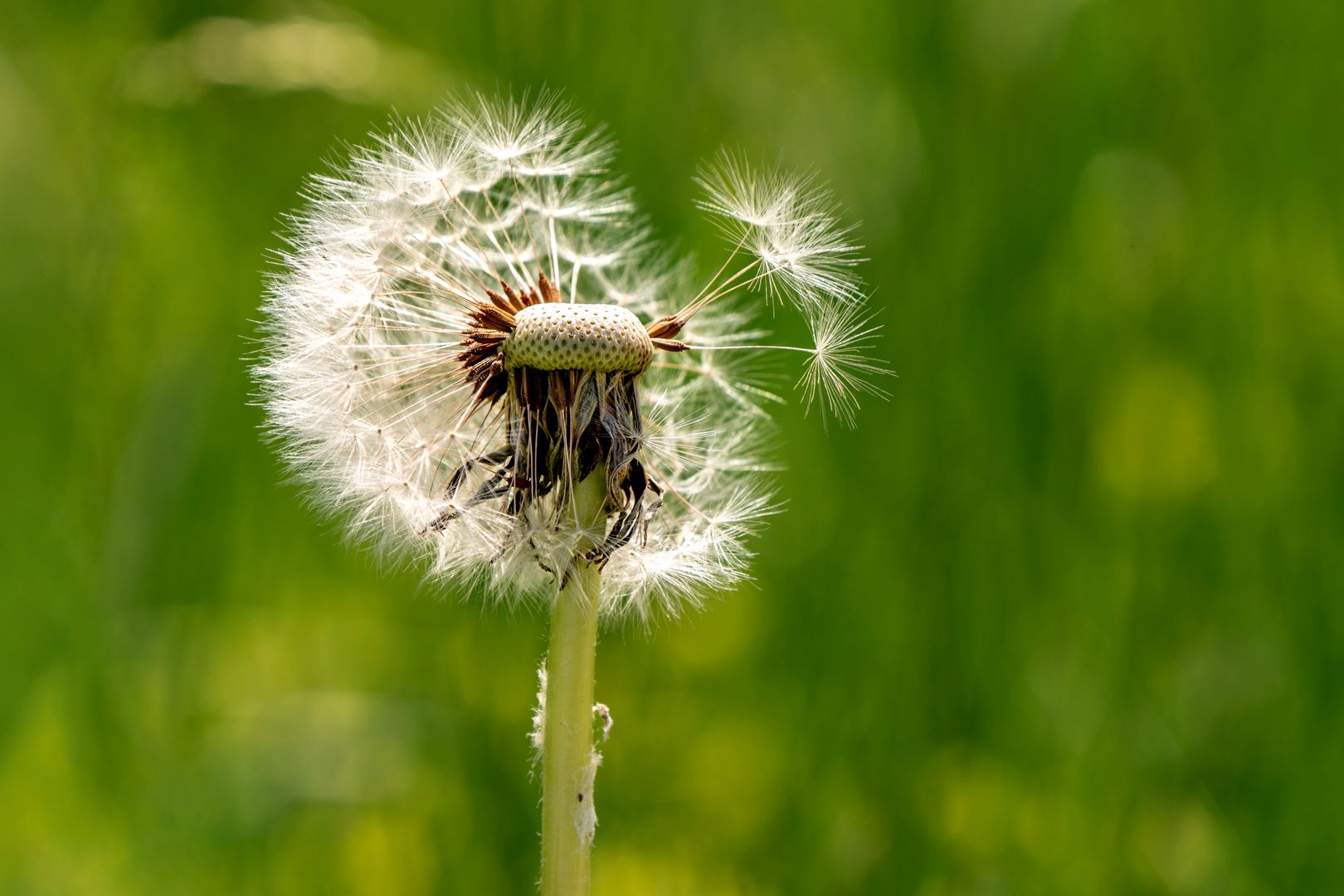Detailed macro shot of a dandelion seed head against a green background, highlighting nature's beauty.